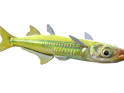 Silverside Fishes 3D Model