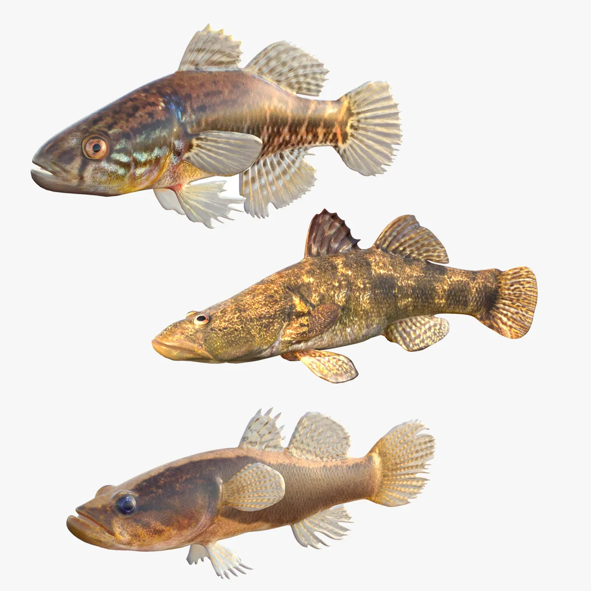 Sleeper Fish Collection 3D Model .c4d .max .obj .3ds .fbx .stl .blend 