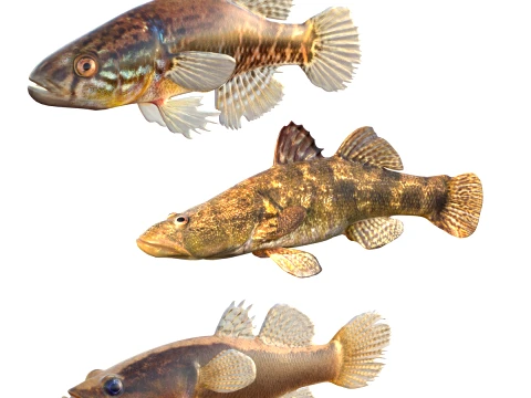 Sleeper Fish Collection 3D Model