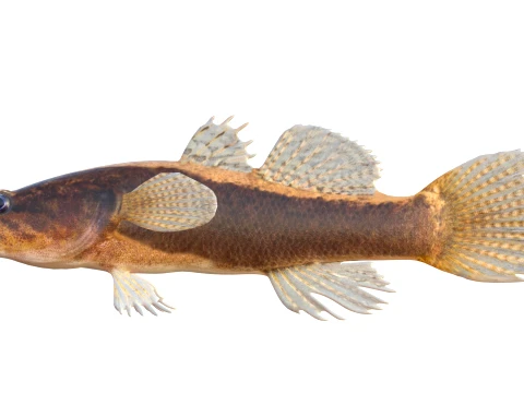 Sleeper Fish Collection 3D Model