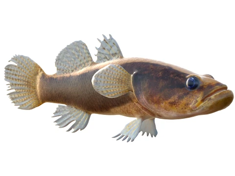Sleeper Fish Collection 3D Model