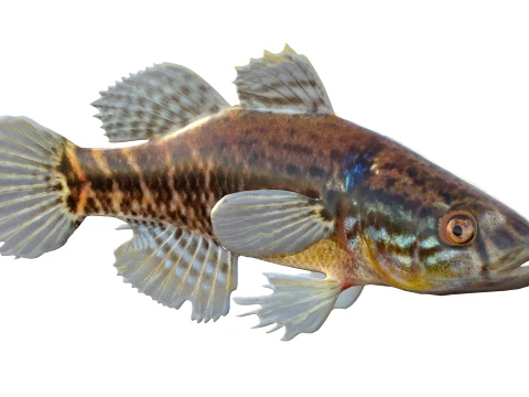 Sleeper Fish Collection 3D Model