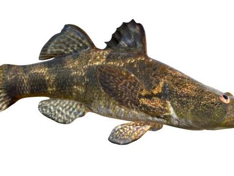 Sleeper Fish Collection 3D Model