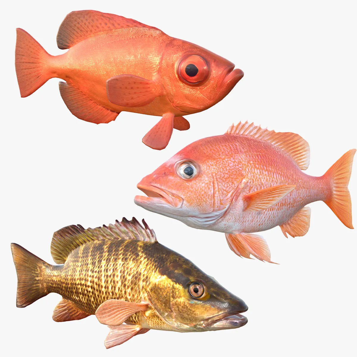 Snapper Fish Collection 3D Model .c4d .max .obj .3ds .fbx .stl .blend 