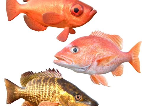 Snapper Fish Collection 3D Model
