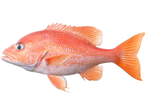 Snapper Fish Collection 3D Model