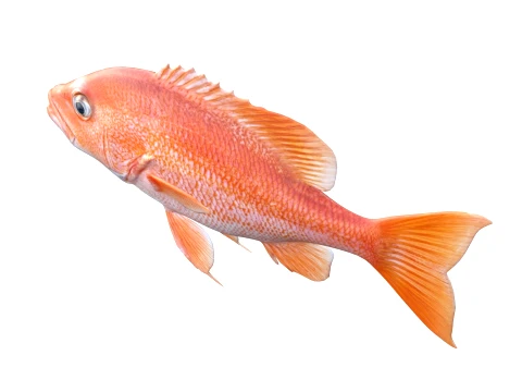 Snapper Fish Collection 3D Model