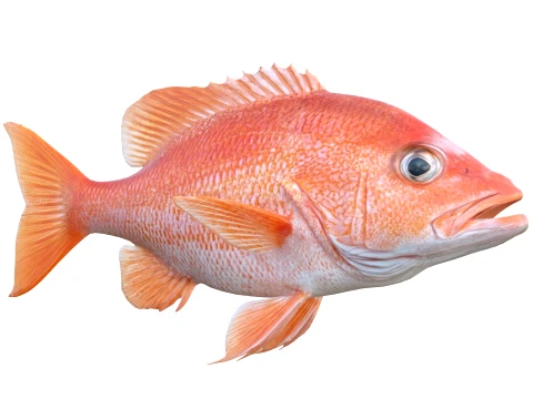 Snapper Fish Collection 3D Model