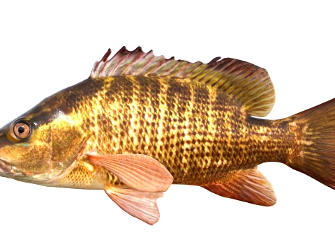 Snapper Fish Collection 3D Model