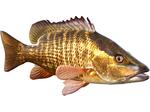 Snapper Fish Collection 3D Model