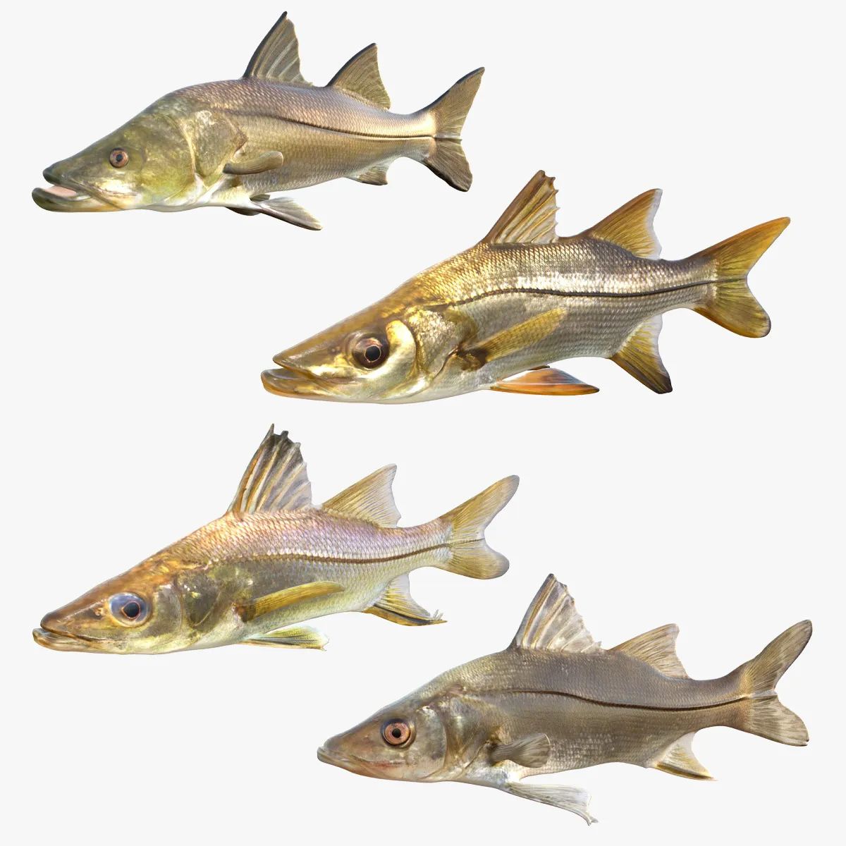 Snook Fish Collection 3D Model .c4d .max .obj .3ds .fbx .stl .blend 