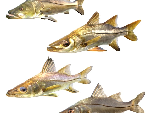 Snook Fish Collection 3D Model
