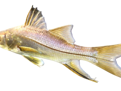Snook Fish Collection 3D Model