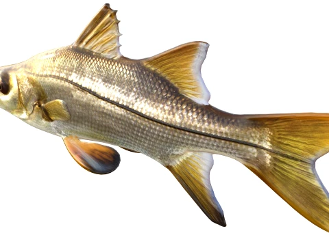 Snook Fish Collection 3D Model