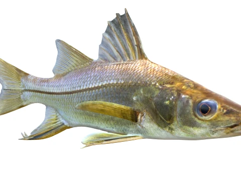 Snook Fish Collection 3D Model