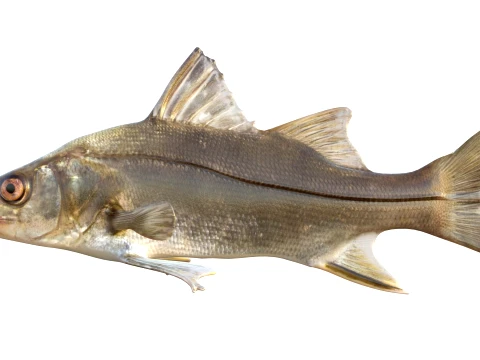 Snook Fish Collection 3D Model