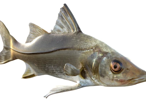 Snook Fish Collection 3D Model