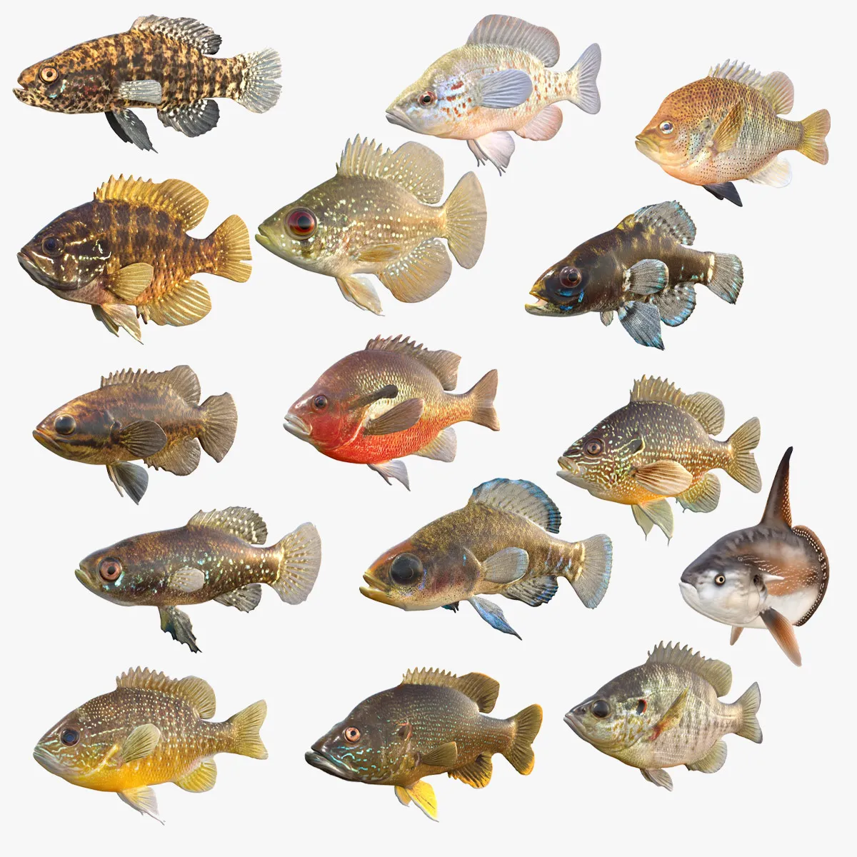 Sunfish Collection 1-19 3D Model .c4d .max .obj .3ds .fbx .stl .blend 