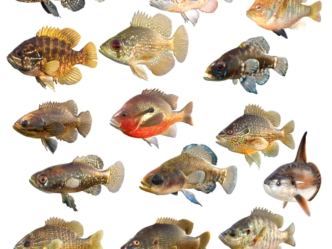 Sunfish Collection 1-19 3D Model