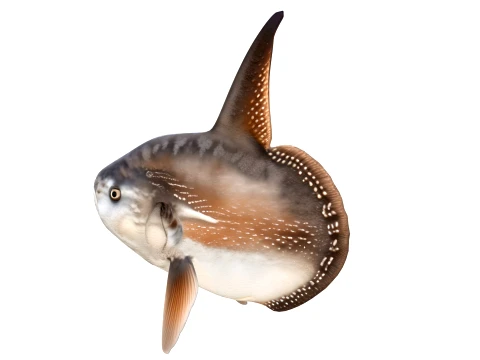 Sunfish Collection 1-19 3D Model