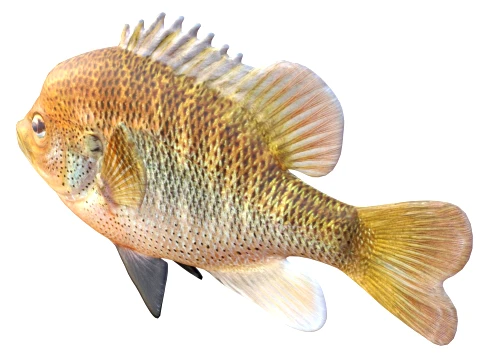 Sunfish Collection 1-19 3D Model