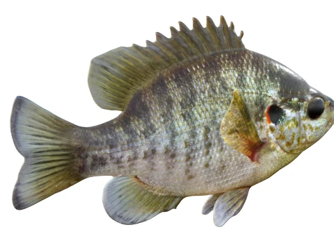 Sunfish Collection 1-19 3D Model