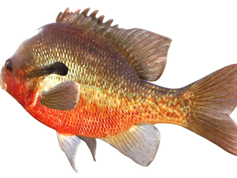 Sunfish Collection 1-19 3D Model