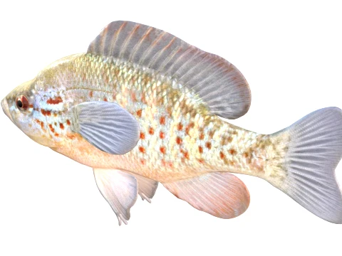 Sunfish Collection 1-19 3D Model