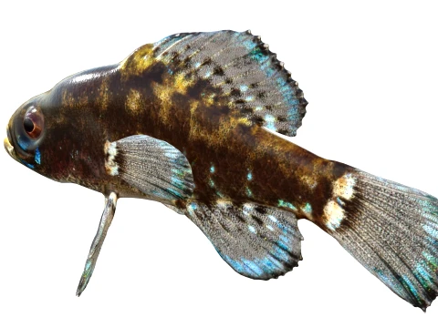 Sunfish Collection 1-19 3D Model