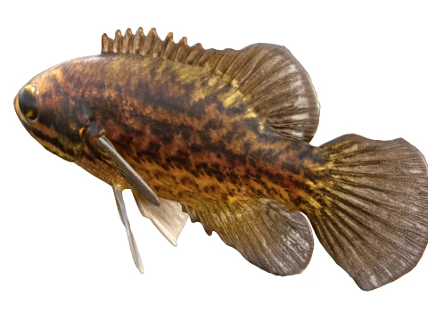 Sunfish Collection 1-19 3D Model