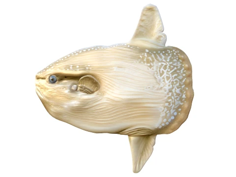 Sunfish Collection 1-19 3D Model