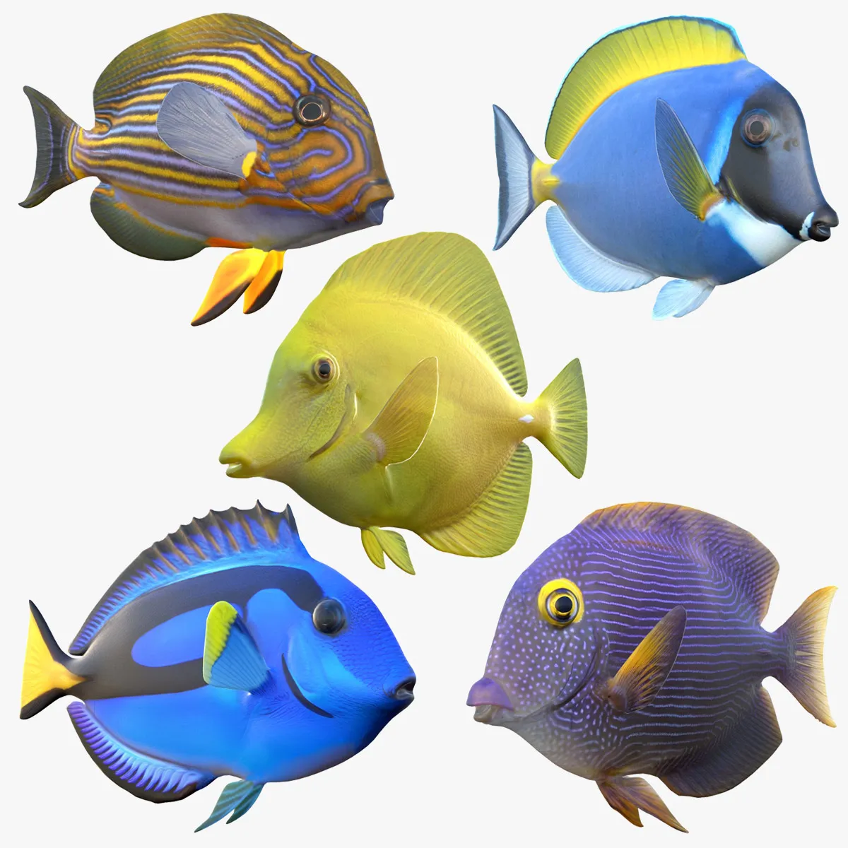 Tang Fish Collection 3D Model .c4d .max .obj .3ds .fbx .stl .blend