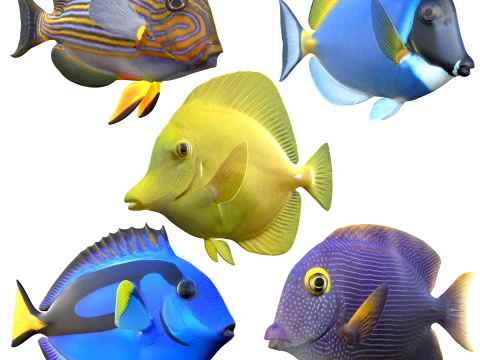 Tang Fish Collection 3D Model