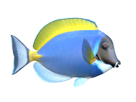 Tang Fish Collection 3D Model