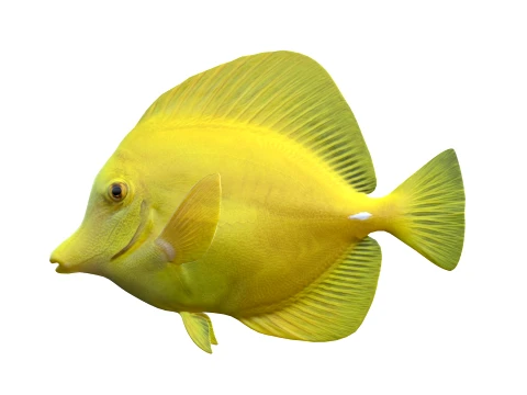 Tang Fish Collection 3D Model