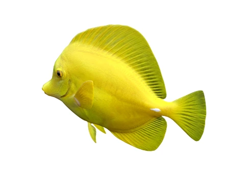 Tang Fish Collection 3D Model