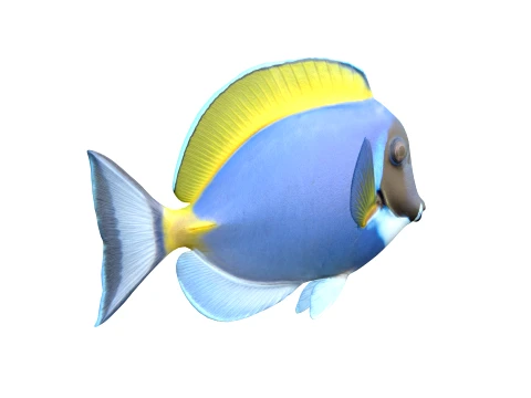 Tang Fish Collection 3D Model
