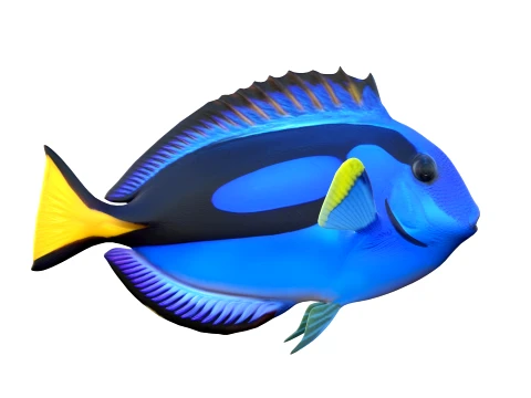 Tang Fish Collection 3D Model