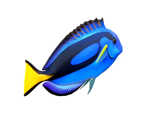 Tang Fish Collection 3D Model