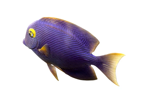 Tang Fish Collection 3D Model