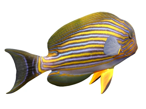 Tang Fish Collection 3D Model