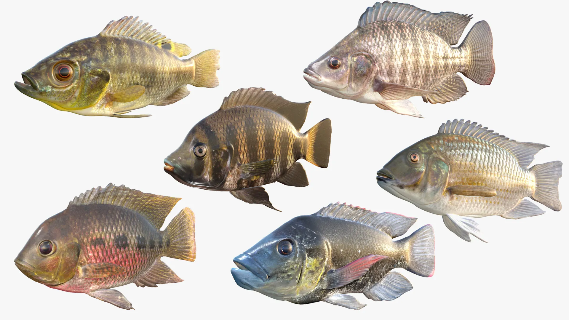 Tilapia Fish Collection 3D Model .c4d .max .obj .3ds .fbx .stl .blend