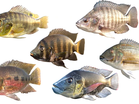Tilapia Fish Collection 3D Model
