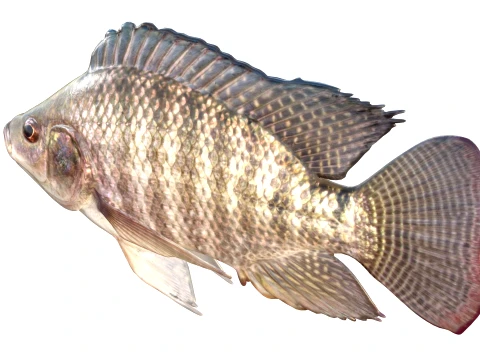 Tilapia Fish Collection 3D Model