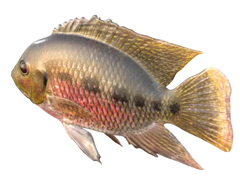 Tilapia Fish Collection 3D Model