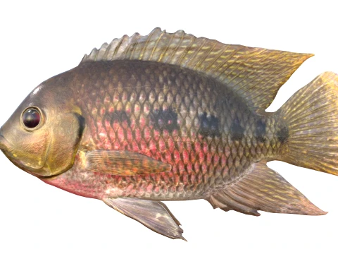 Tilapia Fish Collection 3D Model