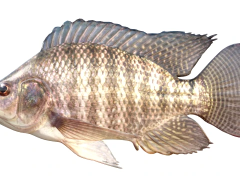 Tilapia Fish Collection 3D Model