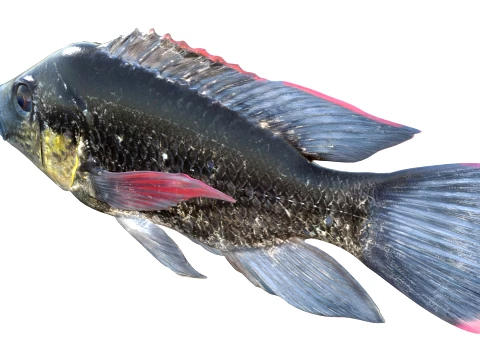 Tilapia Fish Collection 3D Model