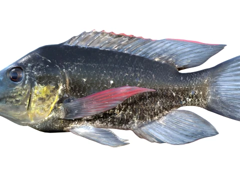 Tilapia Fish Collection 3D Model