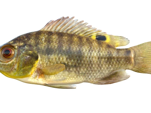 Tilapia Fish Collection 3D Model